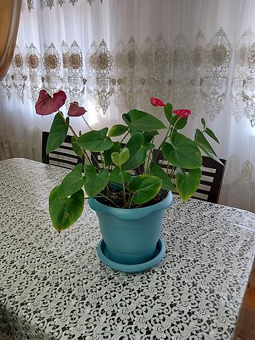 ucuz gul: Anthurium (Flamingo Flower) – dekorativ otaq bitkisi - Növ: Anthurium — 1