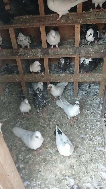 goyercinler: Salam qiymətdə razılaşma olacağ xaricə getdiyim üçün təcilli satılır — 3