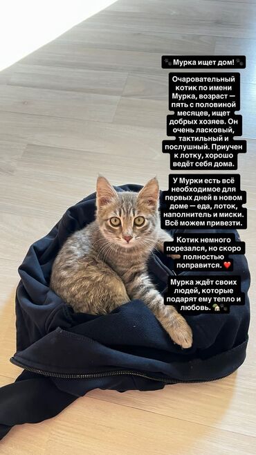 кошка балыкчы: 5 айлык, Эркек, Эмделген, Бычылган, Лотокко барууга үйрөтүлгөн