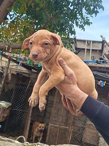 pitbull (hond): Pitbul, 2 ay, Erkək, Ödənişli çatdırılma — 9