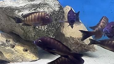 belamur balığı haqqında: Akvarium üçün Afrika siklidi – Tropheus sp. “İlangi” (Tanganika Gölü — 2