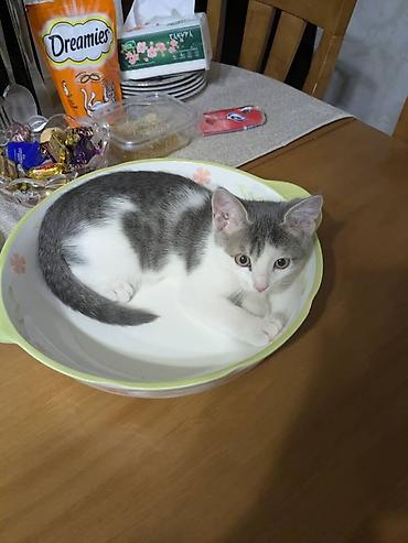 Кошки: Котёнок с короткой шерстью, окрас бело-серый (табби-пятна на спине и — 2