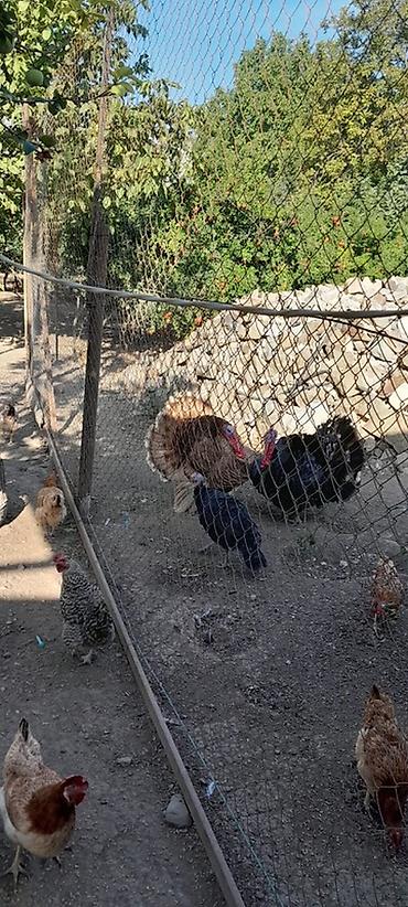 bildirçin əti satışı: Hinduşka və toyuq quşları satılır. Xüsusiyyətlər: - Növlər: yerli — 1