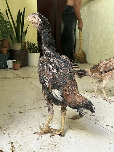 lider 55 cuce: Toyuq cücələri, Damazlıq — 2
