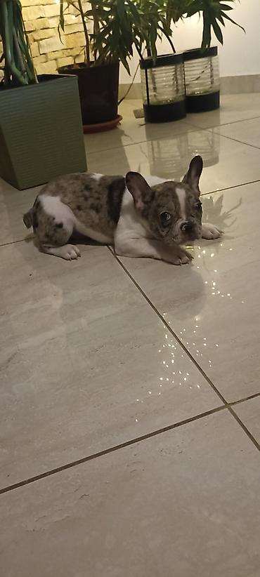 Psi: Stenad francuskog buldoga dva merle muzjaka 3.5 meseca Vakcinisani — 5