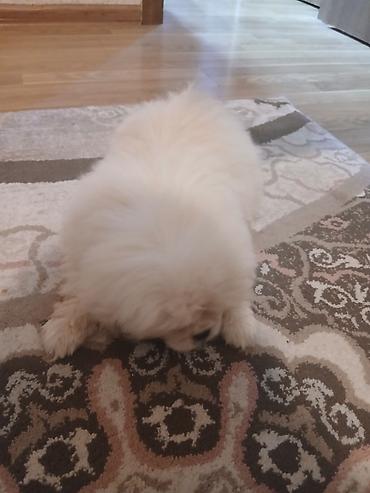 heyvanlarin sekilleri: Pekines — 1