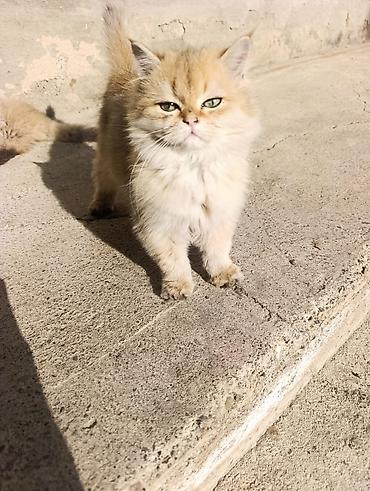 шотландская котята: Скотиш Страйт (Шотландская прямоухая), 4 месяца, Мальчик, Золотая шиншилла, Приучена к лотку, Проглистована — 3