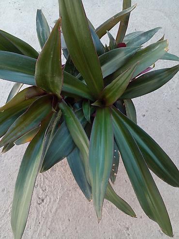фарель ош: Растение комнатное “Рео багровое” (Tradescantia spathacea, синоним — 5