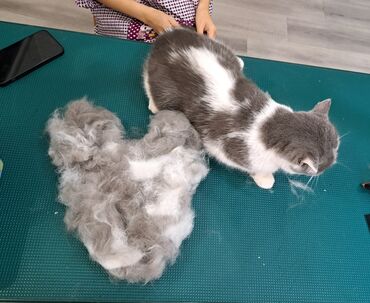 Другие услуги: Груминг в Бишкеке Стрижка Вычес (линька) Купание профессиональной — 3