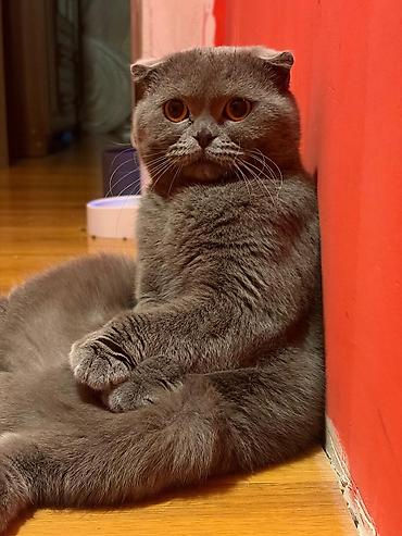 Кошки: Şirin balaca pişik balası – ağ rəngli, yumşaq tüklü, qısa və dolğun — 7