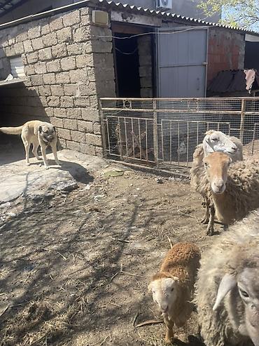 Qoyunlar, qoçlar: Qoyun və Keçi — təsərrüfat heyvanları - Növ: yerli qoyunlar və uzun — 19