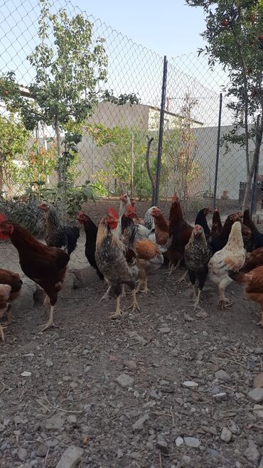 Rozetkalar: Çolpalar