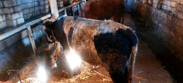 Dana, buzov: Salam.5 bas conge 1bas duye satılır.heyanlar tam sağlam esil kokeltme — 1