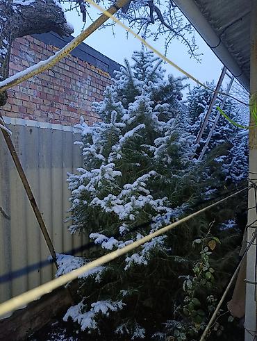 Пихта: Пихты/ели для участка - Живые хвойные деревья, выращенные на — 5