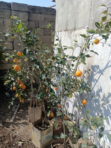 Şitillər: Torf gubresinn satisi ve dekarativ agaclarin satsi qazon torf torpaq -da lalafo.az — 6 Şitillər: Torf gubresinn satisi ve dekarativ agaclarin satsi qazon torf torpaq — 6