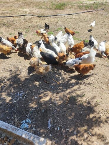 сколько стоит собака бу: Toyuq və xoruzlar hamısı satılır,1 aydan sonra ferelər yumurtaya