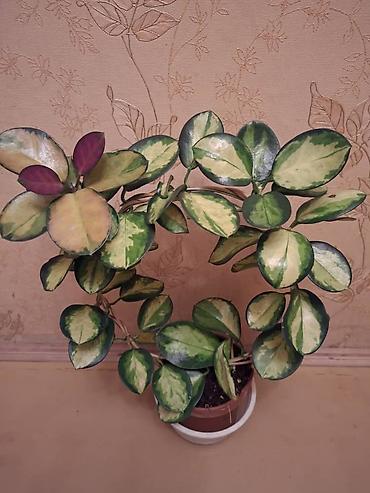 Сингониумы: Коллекция комнатных растений — подборка декоративно-лиственных — 20