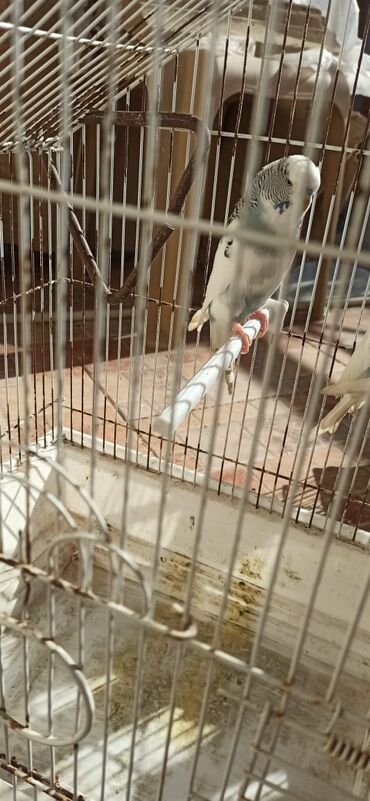 Tutuquşları: Salam vıstıfka ilə çexin qarışığı cütü 50 azn — 10