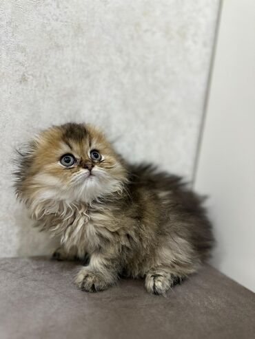 Pişiklər: Britan, Dişi — 6