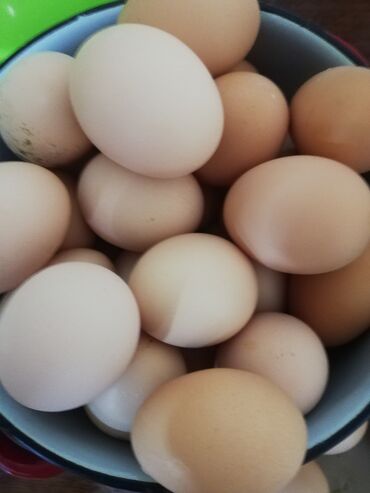Yumurta: Ataks və Plemut yumurtası mayalıdı Mehdiabad