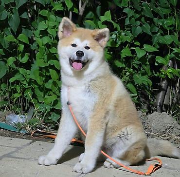 ev dovşan: Akita-inu — 1