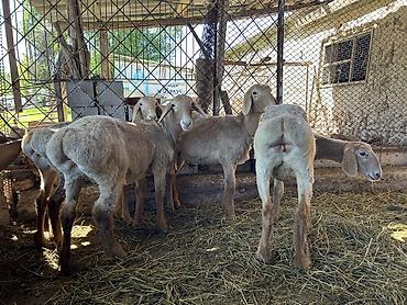 Баран, овца: Продаю | Ягненок | Арашан | Для разведения | Племенные — 5