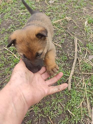 Продажа собак: Бельгийская овчарка, 1 месяц, Самец at lalafo.kg — 1 Продажа собак: Бельгийская овчарка, 1 месяц, Самец — 1