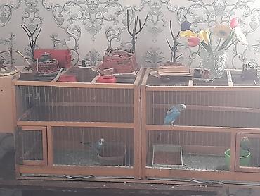 qəfəs qus: Taxta konstruksiyalı geniş quş qəfəsləri və içindəki bəzəkli — 1