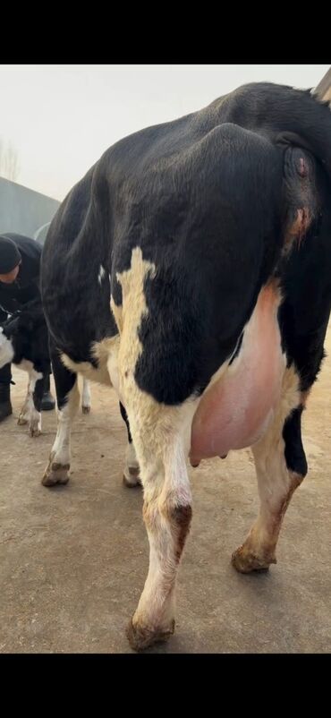 Inəklər, öküzlər: Südlük inək və buzov dəsti - Cins: Holşteyn tipli, xallı (qara‑ağ) — 8