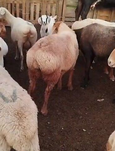 Другие животные: Курмандыка жарай турган козу семиз жеткируу корсотулгон at lalafo.kg Другие животные: Курмандыка жарай турган козу семиз жеткируу корсотулгон