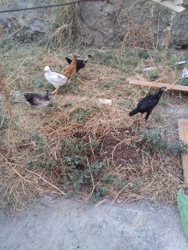 Satılır. və. barter. edilir. 3ayliq. heyratı. xoruz. qara. rəngdə