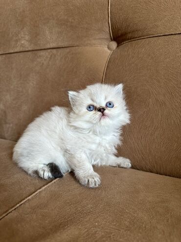 pişik qum: Britan, Dişi, Ünvandan götürmə