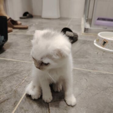 Pişiklər: Şotland yastı qulaq, Dişi, Yaxşı əllərə, Ünvandan götürmə — 9