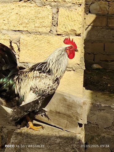 Xoruzlar: Xoruz, Brama, il: 1, Ünvandan götürmə, Ödənişli çatdırılma — 9