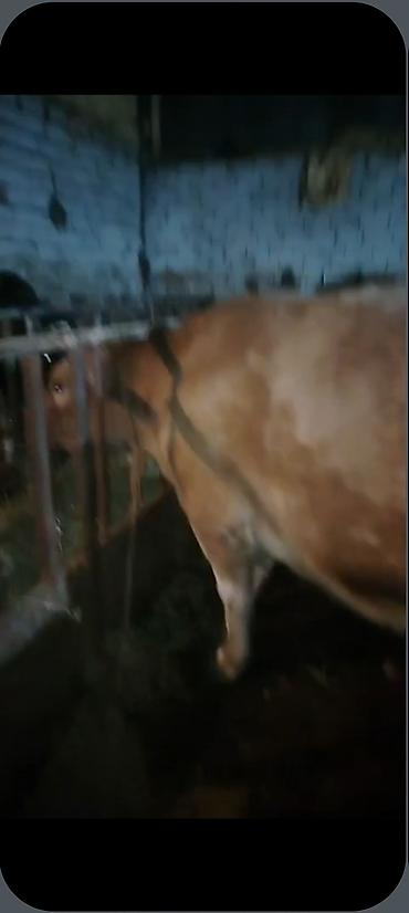 Inəklər, öküzlər: Salam aleykum əziz dosdlar bele bir gözel dogmamiş dügemiz çıxdı -da lalafo.az — 13 Inəklər, öküzlər: Salam aleykum əziz dosdlar bele bir gözel dogmamiş dügemiz çıxdı — 13