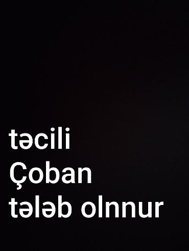 coban iş: Çoban, 30 yaş, Təcrübəsiz — 1