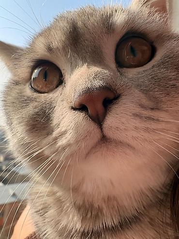 pişik cutləşdirilir: Şotland, Erkək, Cütləşmə üçün, Ünvandan götürmə, Ödənişli çatdırılma — 2