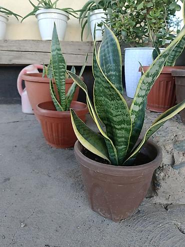 теща: Сансевиерия (Sansevieria trifasciata, «щучий хвост», «тещин язык») в — 2