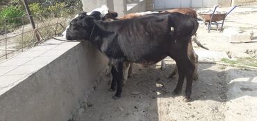 собака в добрые руки: Dana, buzov, Dişi, ay: 4, 50 kq, Damazlıq