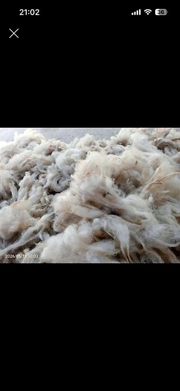 Yun xammalı – təbii qoyun yunu - Rəng: ağ-krem qarışıq, təbii tonlar