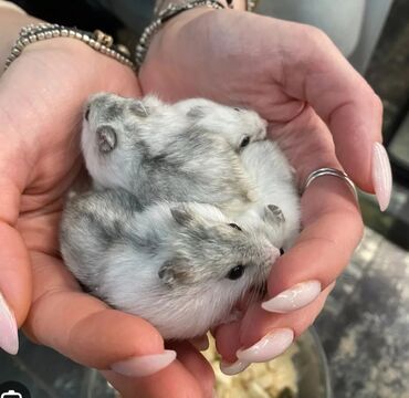 сирийский хомяк купить: В продаже хомячки джунгарские, красивых окрасов. Домашние ручные