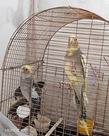 одежда для кошек: Nimfa (Cockatiel) cütü və qəfəs dəsti - Növ: Nimfa tutuquşusu — 2
