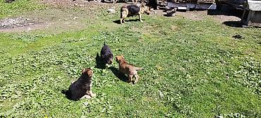 Продажа собак: Щенки немецкой овчарки - Помёт от породистых родителей, классический — 11