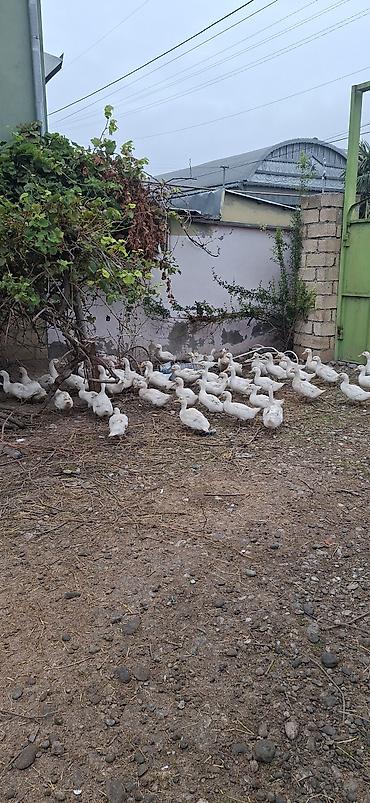 heyvanlar quşlar: Ağ ev ördəkləri – sürü halında - Növ: Ağ ev ördəyi (pekin tipli) - — 3