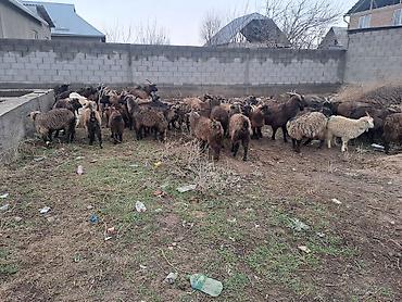 Козы, козлы: Ушул жаш малдыка эчкилер сатылат 47баш обший 13чо былтыркы улактары — 3