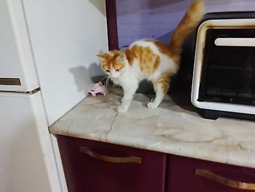 ev pişik adları: Yaxşı əllərə — 5