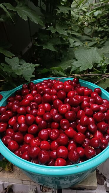 инжир цена бишкек: КОЛИРОВАННАЯ ЧЕРЕШНЯ -150
БЕЛОВОДСК