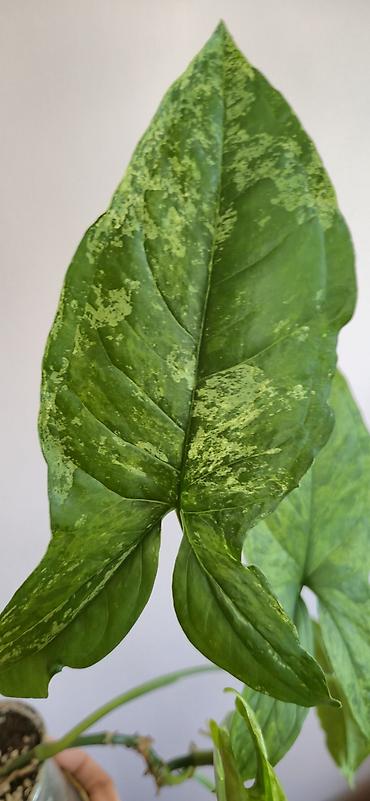 ev gulleri sekilleri: Syngonium mottled. Tez böyüyen, rahat bitki. Bazar günü metro üstüne — 2