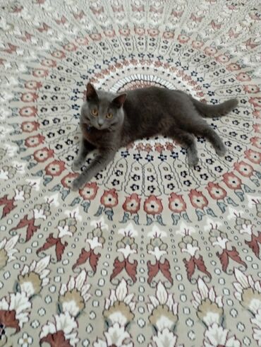 Pişiklər: Britan, Erkək — 8