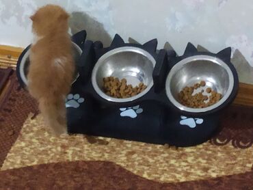 Su və yem qabları: Məhsul: Pişiklər üçün 3 bölməli yem və su qabı dəsti Təsvir: - Üç — 1